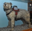 Railway Collecting Dog \