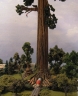 Redwood Tunnel Tree