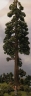 That Tree is so Tall and my Train so Small