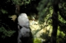 Hiker at meaglithic structure in forest