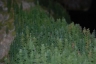 NTS 2011